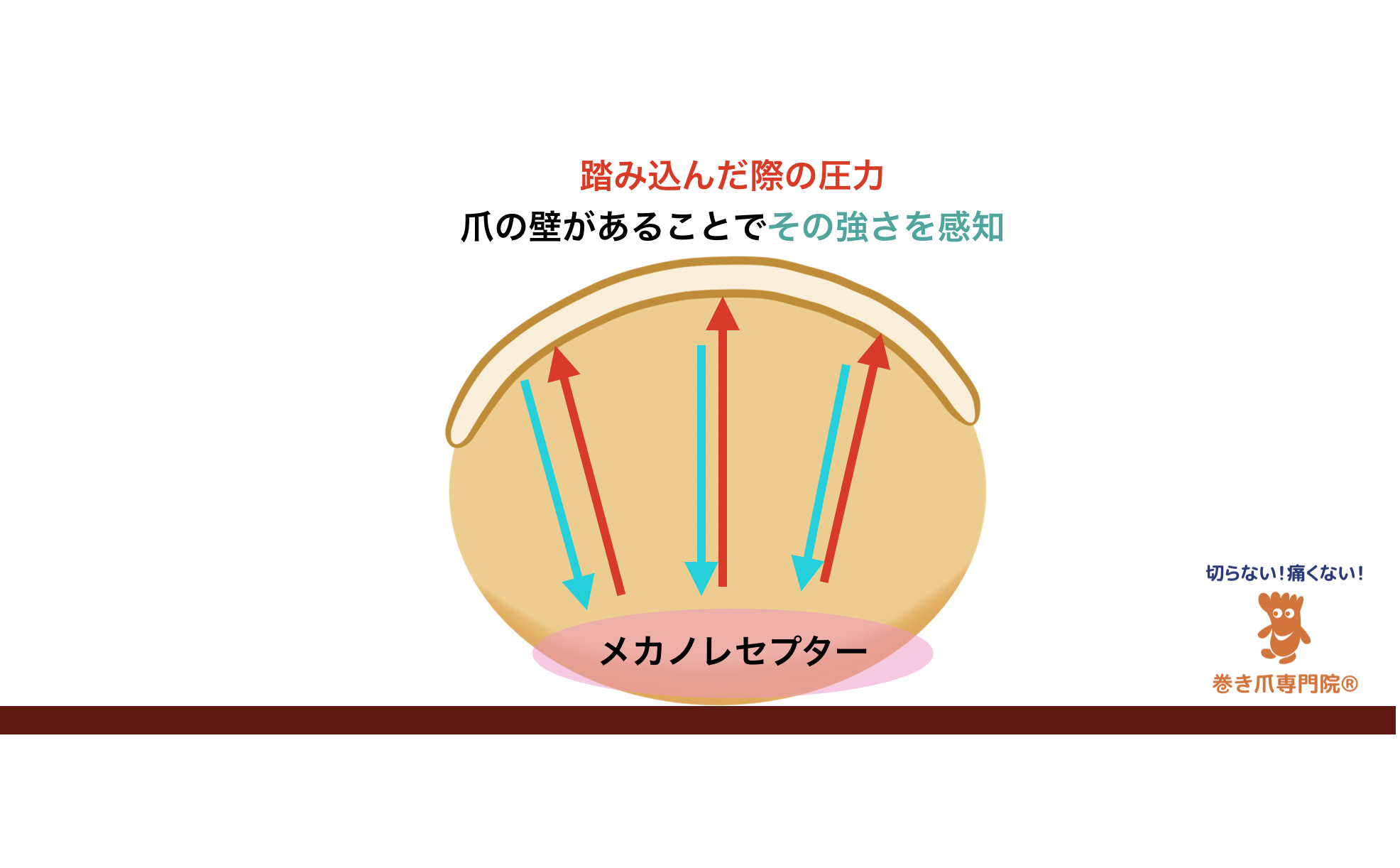 切らない！痛くない！巻き爪専門院　足の指のメカノレセプターの仕組み